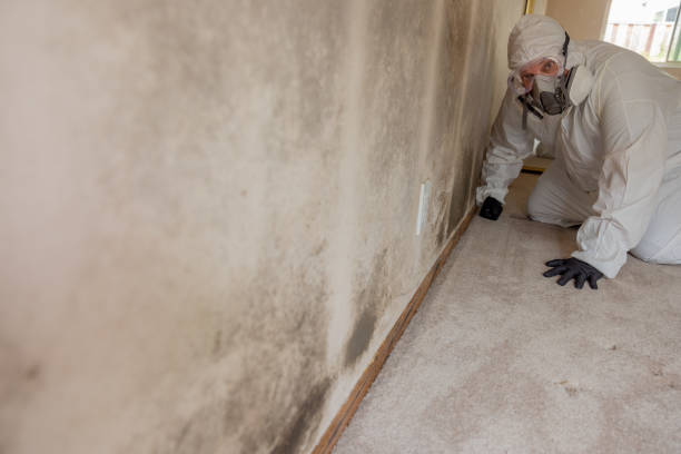 Best Asbestos and Lead Testing During Mold Inspection  in Willacoochee, GA